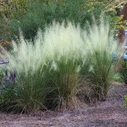 White Cloud Muhly Grass -Flourish Garden White Cloud Muhly Grass 4 FGT