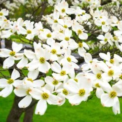 White Dogwood -Flourish Garden White Dogwood 19 FGT