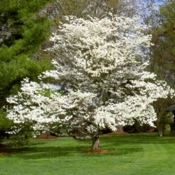 White Dogwood -Flourish Garden White Dogwood 7 FGT