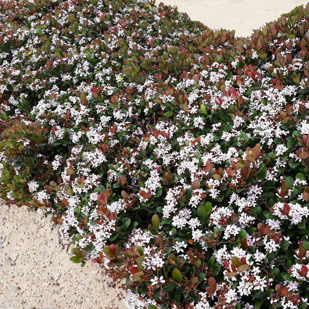 Snow White Indian Hawthorn Shrub 2 Snow White Indian Hawthorn Shrub - Image 2