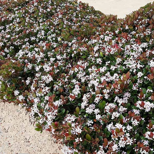 Snow White Indian Hawthorn Shrub 1 Snow White Indian Hawthorn Shrub