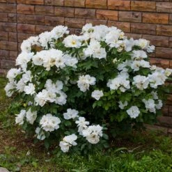 White Knock Out® Rose -Flourish Garden White Knockout Rose 4