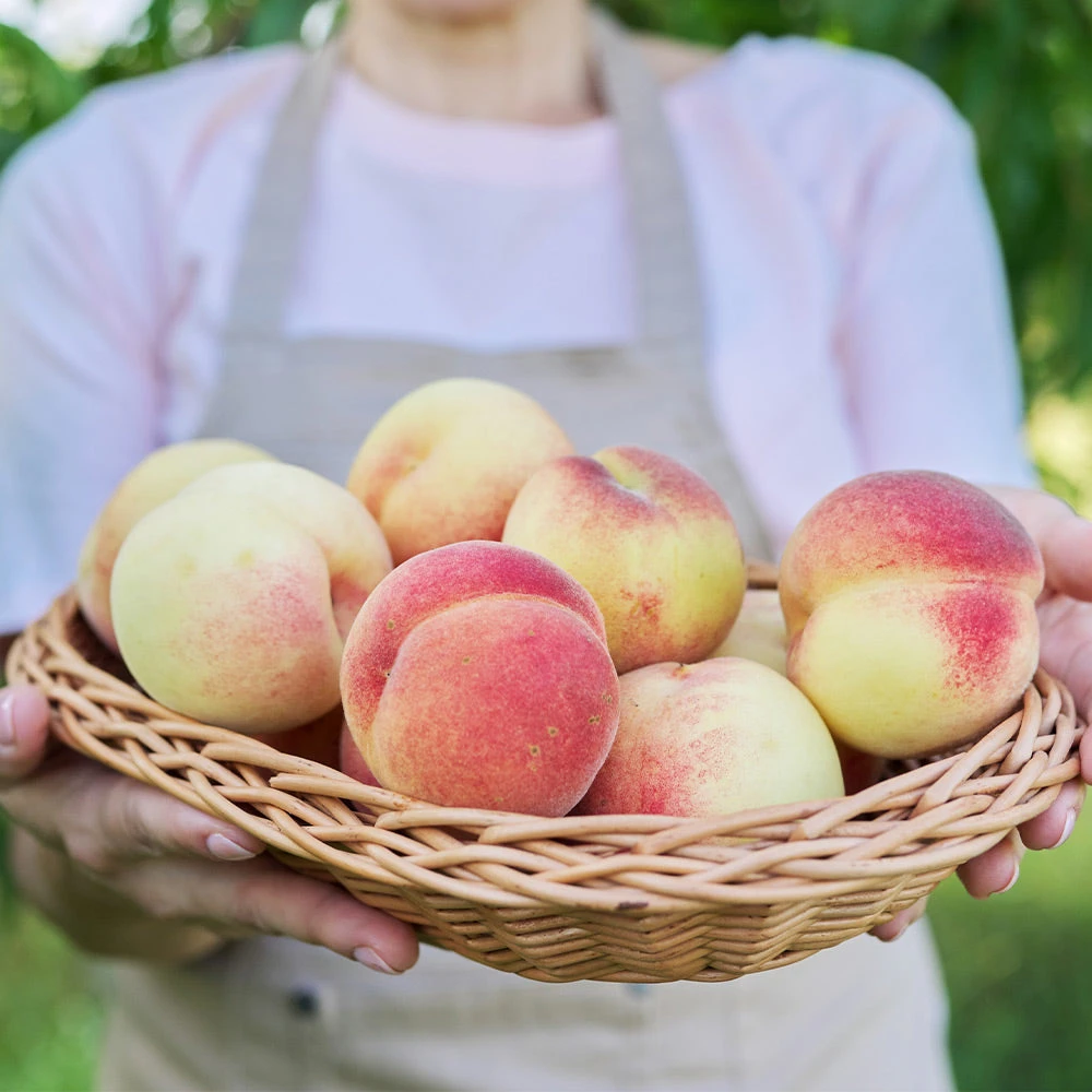 White Lady Peach Tree 2 White Lady Peach Tree - Image 2