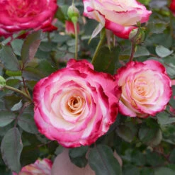 White Lies™ Rose Shrub 7 White Lies™ Rose Shrub -Flourish Garden White Lies Rose 2