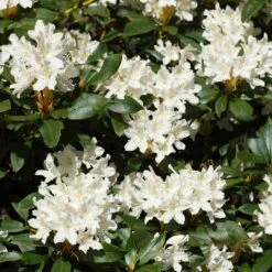 White Rhododendron -Flourish Garden White Rhododendron 2 FGT