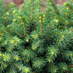 White Spruce Tree -Flourish Garden White Spruce Tree 3 FGT