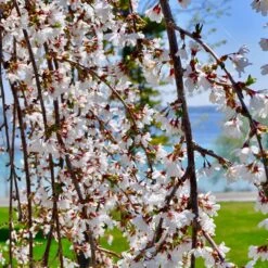 White Weeping Cherry Tree -Flourish Garden White Weeping Cherry 3 FGT