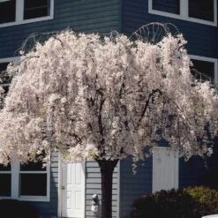 White Weeping Cherry Tree -Flourish Garden White Weeping Cherry 6