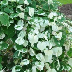 Whitewater Redbud Tree -Flourish Garden Whitewater Redbud 2