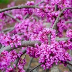 Whitewater Redbud Tree -Flourish Garden Whitewater Redbud 3