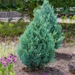 Juniper 'Wichita Blue' Tree -Flourish Garden Wichita Blue Juniper 4