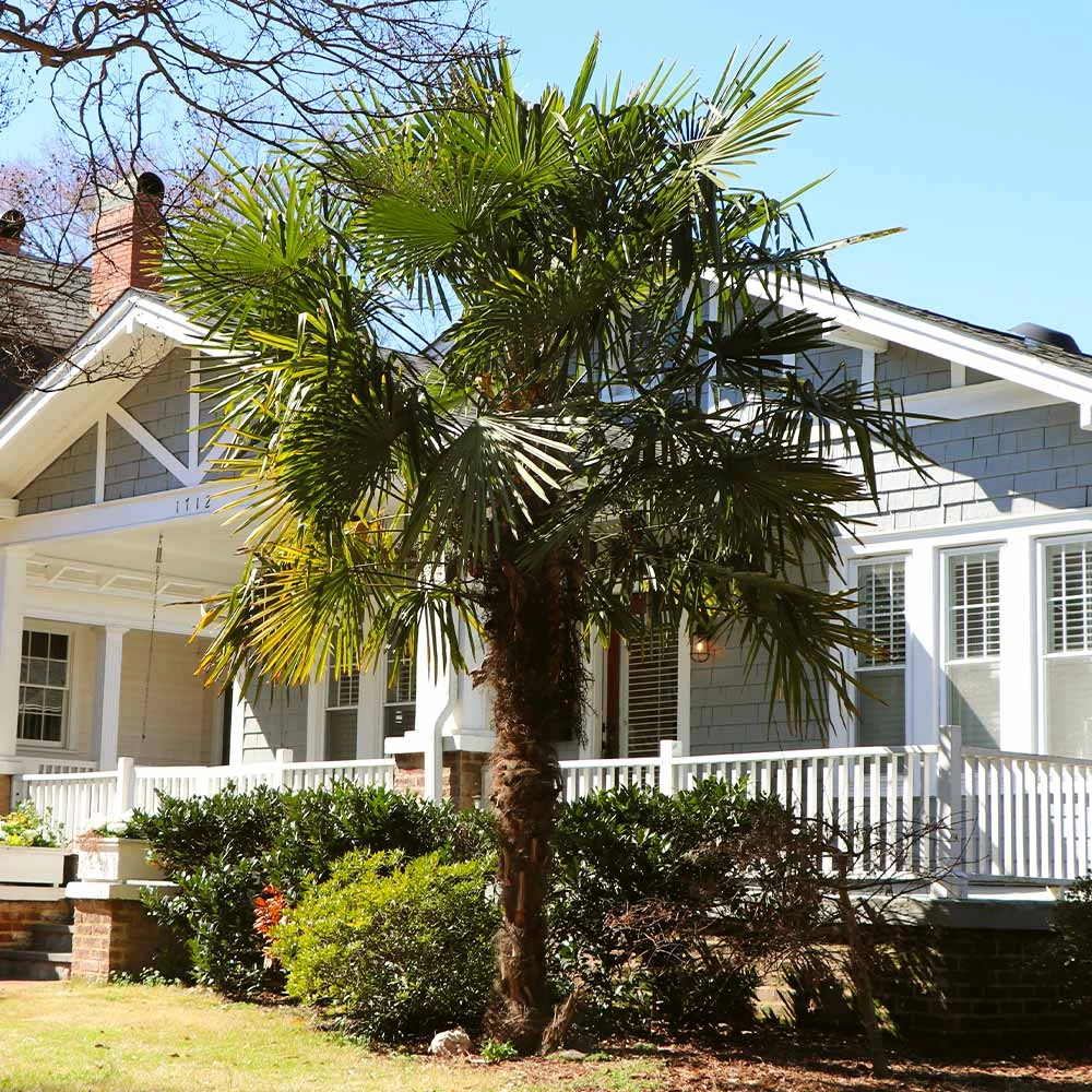 Windmill Palm Tree 4 Windmill Palm Tree - Image 4