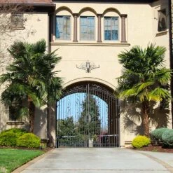 Windmill Palm Tree 13 Windmill Palm Tree -Flourish Garden Windmill Palm 3 FGT 195f7996 0ead 4ff3 9111 c83a1be96e58