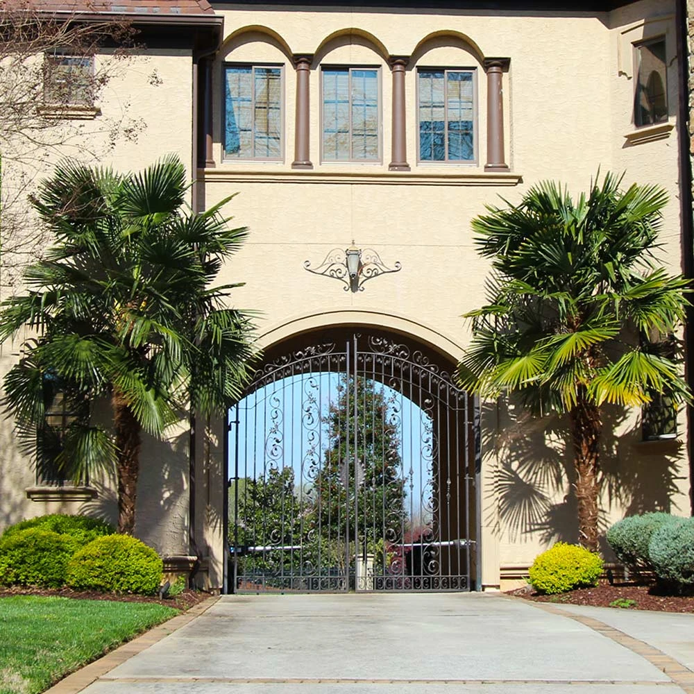 Windmill Palm Tree 7 Windmill Palm Tree - Image 7