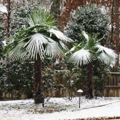 Windmill Palm Tree 12 Windmill Palm Tree -Flourish Garden Windmill Palm 5 FGT