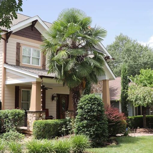 Windmill Palm Tree 7 Windmill Palm Tree -Flourish Garden Windmill Palm FGT 600x600 027d9ad2 02ce 4978 b332 7ffa009547d7