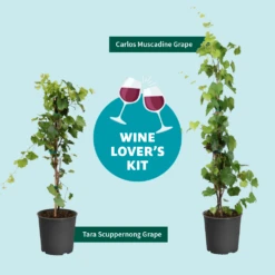 Tara Scuppernong Grape -Flourish Garden Wine Lovers Kit Graphic 301366c6 ebcf 4d94 ad77 06f0e938ca39