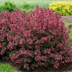 Wine & Roses® Weigela Shrub -Flourish Garden Wine and Roses Weigela 2 FGT