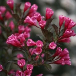 Wine & Roses® Weigela Shrub -Flourish Garden Wine and Roses Weigela 3 FGT