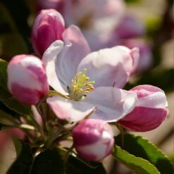 Winesap Apple Tree -Flourish Garden Winesap Apples 3