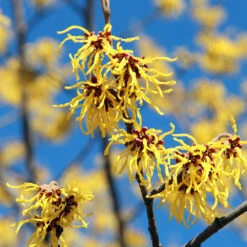 Common Witch Hazel Shrub -Flourish Garden Witch Hazel 1
