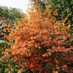 Common Witch Hazel Shrub -Flourish Garden Witch Hazel 7