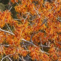 Jelena Witch Hazel Shrub -Flourish Garden Witch Hazel Jelena 1