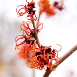 Jelena Witch Hazel Shrub -Flourish Garden Witch Hazel Jelena 2