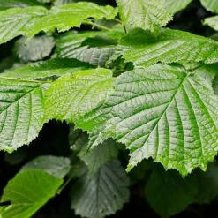 Jelena Witch Hazel Shrub -Flourish Garden Witch Hazel Jelena 4