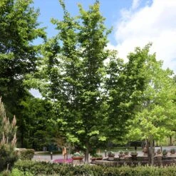 Jelena Witch Hazel Shrub -Flourish Garden Witch Hazel Jelena 6