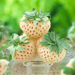 Pineberry 9 Pineberry -Flourish Garden Wonderful Pineberry 8