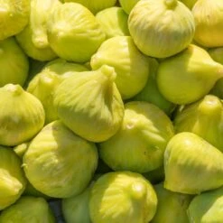 Yellow Fig Tree -Flourish Garden Yellow Fig 1