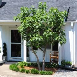 Yellow Fig Tree -Flourish Garden Yellow Fig 5