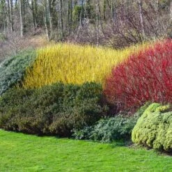 Yellow Twig Dogwood Shrub -Flourish Garden Yellow Twig Dogwood 1