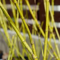 Yellow Twig Dogwood Shrub -Flourish Garden Yellow Twig Dogwood 4 FGT