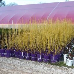 Yellow Twig Dogwood Shrub -Flourish Garden Yellow Twig Dogwood 8