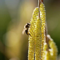 York Filbert Hazelnut -Flourish Garden York Hazelnut 2
