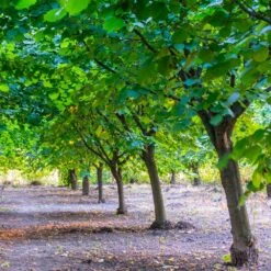 York Filbert Hazelnut -Flourish Garden York Hazelnut 4