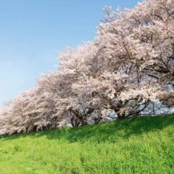 Yoshino Cherry Tree -Flourish Garden Yoshino Cherry 7 FGT