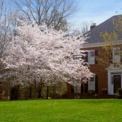 Yoshino Cherry Tree -Flourish Garden Yoshino Cherry 8 FGT