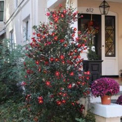 Yuletide Camellia -Flourish Garden Yuletide Camellia 4 BB