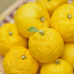 Yuzu Tree 8 Yuzu Tree -Flourish Garden Yuzu Citrus 1 FGT