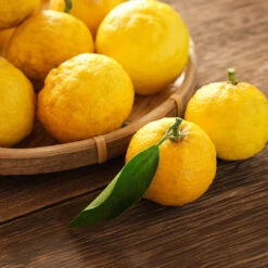 Yuzu Tree 7 Yuzu Tree -Flourish Garden Yuzu Citrus 3 FGT
