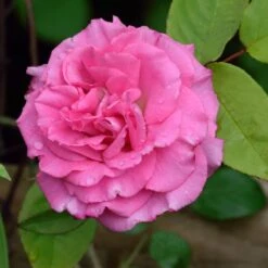 Zephirine Drouhin Climbing Rose -Flourish Garden Zephirine Drouhin Rose 1 FGT