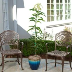 Condo Mango Tree 8 Condo Mango Tree -Flourish Garden condo mango 1