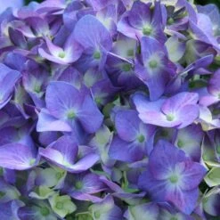 Let's Dance® Blue Jangles Hydrangea Shrub -Flourish Garden hydrangea lets dance blue jangles 3