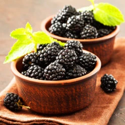 Kiowa Blackberry Bush -Flourish Garden kiowa blackberry 3