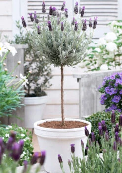 Lavender Standard Topiary Tree 10 Lavender Standard Topiary Tree -Flourish Garden lavender topiary 600