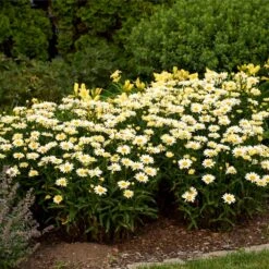 Amazing Daisies® ‘Banana Cream II’ Shasta Daisy -Flourish Garden leucanthemum amazing daisies banana cream ii 3