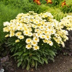 Amazing Daisies® ‘Banana Cream II’ Shasta Daisy -Flourish Garden leucanthemum amazing daisies banana cream ii gal